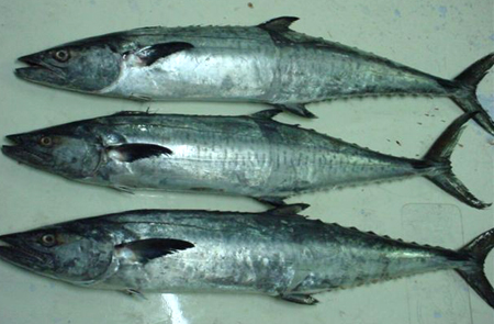 http://www.senfu.net/fresh/KING%20FISH.JPG